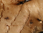 Free Picture of Ginger Root