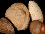 Free Picture of Brazil Nut, Walnut, Almond, and a Hazelnut
