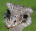 Free Picture of Rhea Bird Close-up