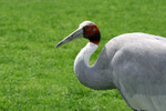 Free Picture of Sand Hill Crane