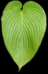 Free Picture of Plant Leaf on a Black Background