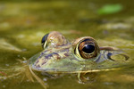 Free Picture of Frog in a Pond