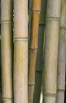 Free Picture of Thick Bamboo Stalks
