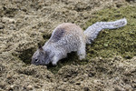 Free Picture of Ground Squirrel Digging