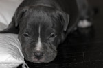 Free Picture of Pitbull Puppy Laying on the Floor