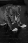 Free Picture of Pit Bull Puppy Dog