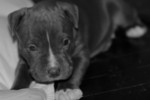 Free Picture of Gray Pit-Bull Dog