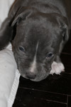 Free Picture of Pit Bull Puppy