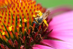 Free Picture of Bee Pollination on a Purple Magnus Coneflower