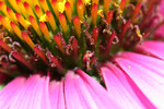 Free Picture of Purple Coneflower