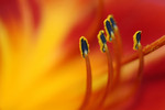 Free Picture of Chicago Daylily