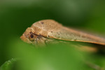 Free Picture of Moth In an Ivy Plant
