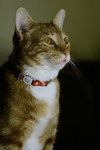Free Picture of Handsome Orange Cat