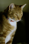 Free Picture of Orange Tabby Tomcat