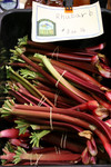 Free Picture of Fresh Rhubarb Vegetables