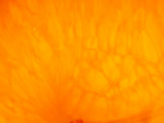 Free Picture of Orange Closeup