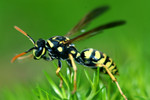 Free Picture of Yellow Jacket Wasp