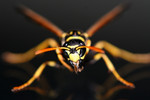 Free Picture of Yellow and Black Wasp