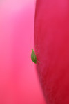 Free Picture of Aphid On a Pink Tulip Flower