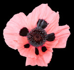 Free Picture of Pink Oriental Poppy