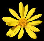 Free Picture of Yellow Daisy Flower