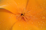 Free Picture of Orange Poppy Flower