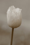 Free Picture of Sepia Toned White Tulip Flower