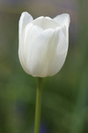 Free Picture of White Tulip Flower