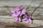 Free Picture of Small Purple Flower
