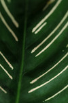 Free Picture of Calathea Ornata Plant