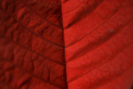 Free Picture of Red Poinsettia Leaf