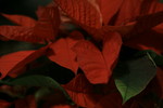 Free Picture of Mexican Flame Leaf Poinsettia Plant