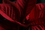 Free Picture of Red Christmas Star Poinsettia Plant