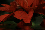 Free Picture of Red Poinsettia Plant in Water