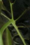 Free Picture of Plant: African Mask (alocasia x amazonica) Leaf