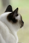Free Picture of Siamese Cat Looking Outside a Window