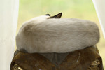 Free Picture of Siamese Cat Taking a Catnap