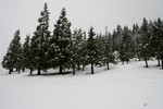 Free Picture of Mount Ashland Fir Trees in Winter Snow