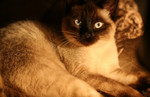 Free Picture of Blue Eyed Oriental Siamese Cat