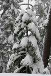 Free Picture of Snow Covered Evergreen Tree