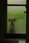 Free Picture of Dog Waiting at the Front Door