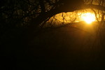 Free Picture of Orange Sunset Through Trees