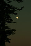 Free Picture of Full Moon in the Night Sky with an Evergreen Tree