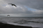 Free Picture of Gulls Flying at Brookings Beach, Oregon