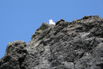 Free Picture of Seabird on a Rock at the Oregon Coast