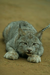 Free Picture of Canada Lynx in a Zoo