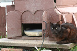 Free Picture of Brownish Black Feral Cat and House