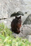 Free Picture of Brownish Black Stray Cat at Gold Beach, Oregon
