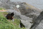 Free Picture of Brownish Black Cat Sitting on a Jetty in Gold Beach, Oregon