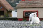 Free Picture of White Feral Cat Biting at Fleas near Gold Beach, Oregon